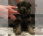 Small Photo #1 German Shepherd Dog Puppy For Sale in RICHLAND, MO, USA