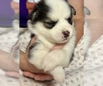 Small #1 Pomsky