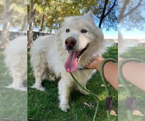 Samoyed Dogs for adoption in Woodland, CA, USA