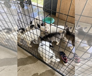 Siberian Husky-Siberian Husky Mix Puppy for sale in RIVERSIDE, CA, USA