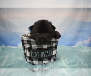 Pomsky Puppy for sale in SPRINGFIELD, MO, USA