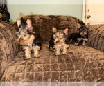 Small #4 Yorkshire Terrier