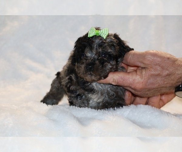 Medium Photo #4 ShihPoo Puppy For Sale in DYERSBURG, TN, USA