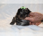 Small #3 ShihPoo