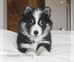 Small #3 Pomsky