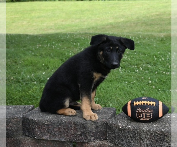 Medium Photo #4 German Shepherd Dog Puppy For Sale in MILLERSBURG, OH, USA