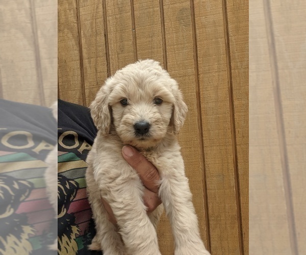 Medium Photo #1 Goldendoodle Puppy For Sale in SPENCER, TN, USA