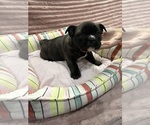 Puppy Spike American Bully-French Bulldog Mix