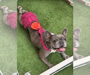 Stella FH - Female French Bulldog Dog for Adoption - Photo #8