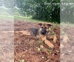 Small Photo #13 Malinois Puppy For Sale in GROVE, OK, USA