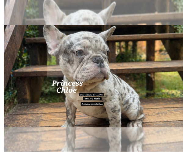 Medium Photo #3 French Bulldog Puppy For Sale in FAYETTEVILLE, GA, USA