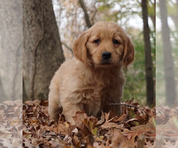Medium Photo #1 Golden Retriever Puppy For Sale in WARSAW, IN, USA