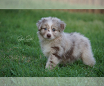 Small Photo #2 Miniature Australian Shepherd Puppy For Sale in HOUSTON, TX, USA