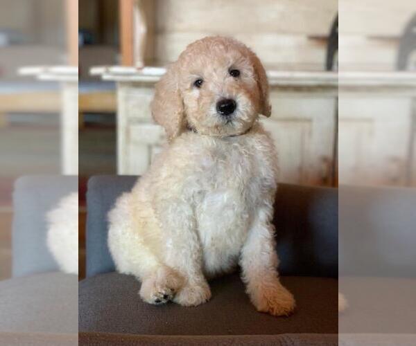 Medium Photo #4 Poodle (Standard) Puppy For Sale in MOUNTAIN VIEW, AR, USA
