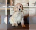 Small Photo #4 Poodle (Standard) Puppy For Sale in MOUNTAIN VIEW, AR, USA