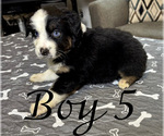 Small #8 Australian Shepherd