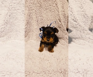 Chorkie-Yorkshire Terrier Mix Puppy for sale in WARREN, MI, USA