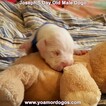 Small Photo #25 Dogo Argentino Puppy For Sale in PINEVILLE, MO, USA