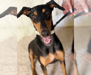 Doberman Pinscher Dogs for adoption in Buffalo, MN, USA