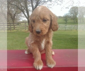 Goldendoodle Puppy for Sale in GREENCASTLE, Pennsylvania USA