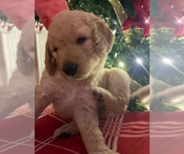 Medium Photo #16 Goldendoodle Puppy For Sale in FLOWERY BRANCH, GA, USA