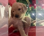 Small Photo #16 Goldendoodle Puppy For Sale in FLOWERY BRANCH, GA, USA