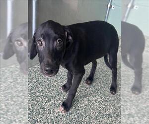 Labrador Retriever-Unknown Mix Dogs for adoption in Salisbury, NC, USA