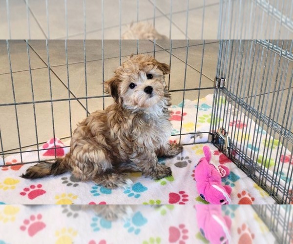 Medium Photo #11 Morkie Puppy For Sale in ORO VALLEY, AZ, USA