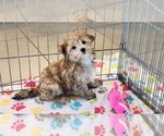 Small #10 Morkie
