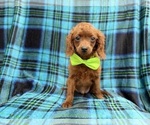 Small #6 Cavapoo (Miniature)