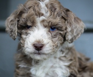 Springer Spaniel Sheepdog-Unknown Mix Puppy for sale in BLUFFTON, IN, USA