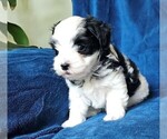 Small #17 Morkie
