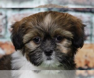 Cava-Tzu Puppy for sale in BEL AIR, MD, USA