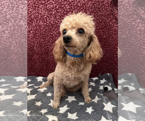 Medium Photo #2 Poodle (Miniature) Puppy For Sale in Pacolet, SC, USA