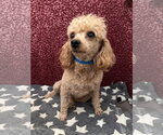 Small #1 Poodle (Miniature)