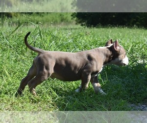American Bully Puppy for sale in DECATUR, IN, USA