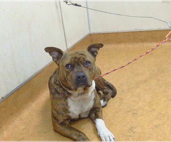 Medium Photo #1 Mutt Puppy For Sale in Sacramento, CA, USA