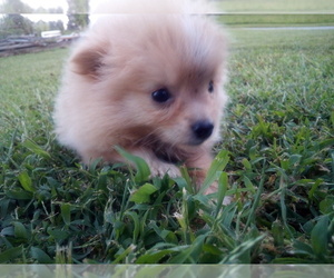 Pomeranian Puppy for sale in WINCHESTER, OH, USA