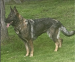 Small Photo #1 Dutch Shepherd Dog-German Shepherd Dog Mix Puppy For Sale in SHERIDAN, WY, USA