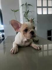 French Bulldog Puppy for sale in CUTLER BAY, FL, USA