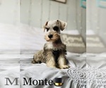 Small Photo #11 Schnauzer (Standard) Puppy For Sale in COOKEVILLE, TN, USA