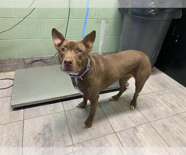 Medium Photo #1 American Staffordshire Terrier-Siberian Husky Mix Puppy For Sale in Grand Prairie, TX, USA