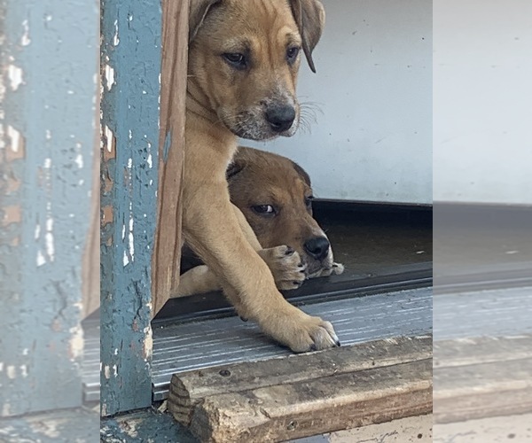 Medium Photo #1 American Bulldog-Rhodesian Ridgeback Mix Puppy For Sale in STERLING, CO, USA