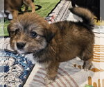 Small #3 Poodle (Miniature) Mix