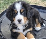 Puppy Yellow Bernese Mountain Dog