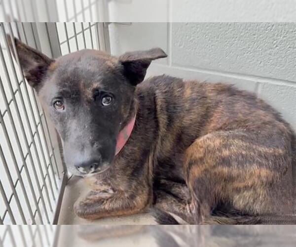 Medium Photo #2 German Shepherd Dog-Unknown Mix Puppy For Sale in Houston, TX, USA