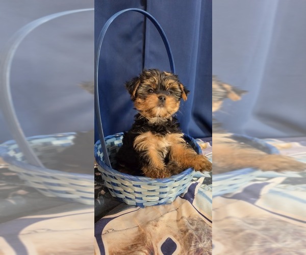 Medium Photo #16 Yorkshire Terrier Puppy For Sale in HUNTSVILLE, AL, USA