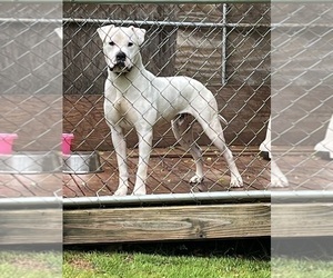 Father of the American Bulldog puppies born on 04/23/2024