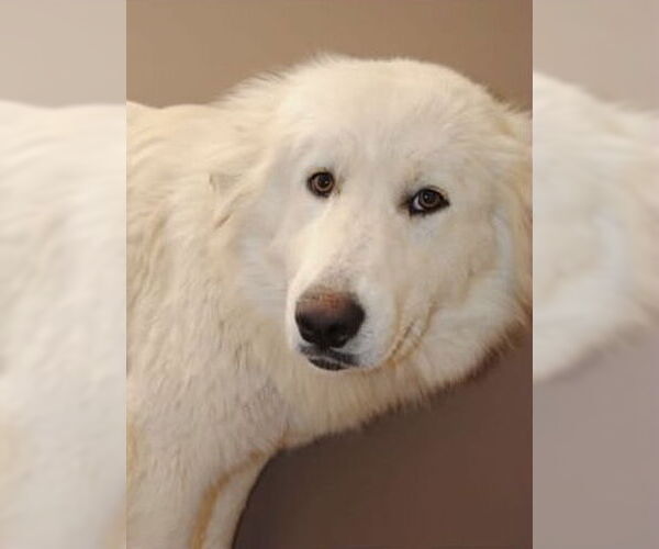 Medium Photo #4 Great Pyrenees Puppy For Sale in Spring, TX, USA
