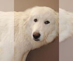 Small #3 Great Pyrenees